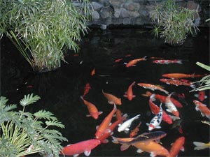 studiokoipond